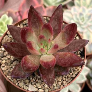 Echeveria Colorata Tapalta x Romeo Rubin