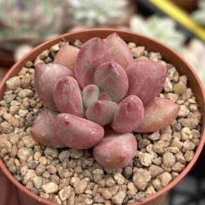 Graptoveria Royal Flush