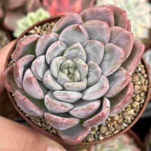 Echeveria Elsa (con hijitos)