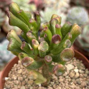 Crassula Ovata Gollum Variegado Yellow (Coreana)