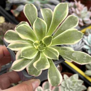 Aeonium Green Rose