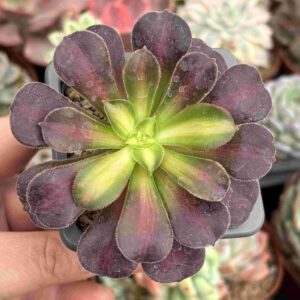 Aeonium Kilimanjaro