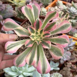 Aeonium Pink Witch