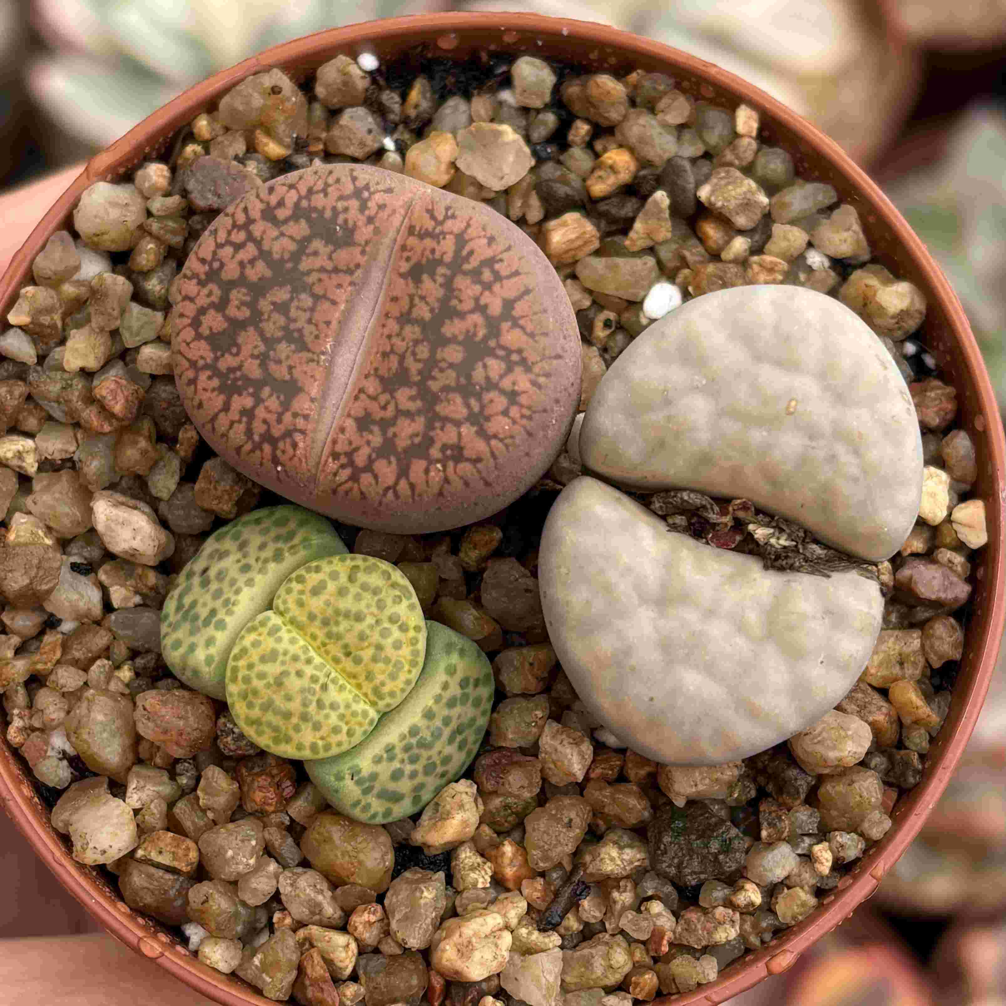 Trio Lithops F