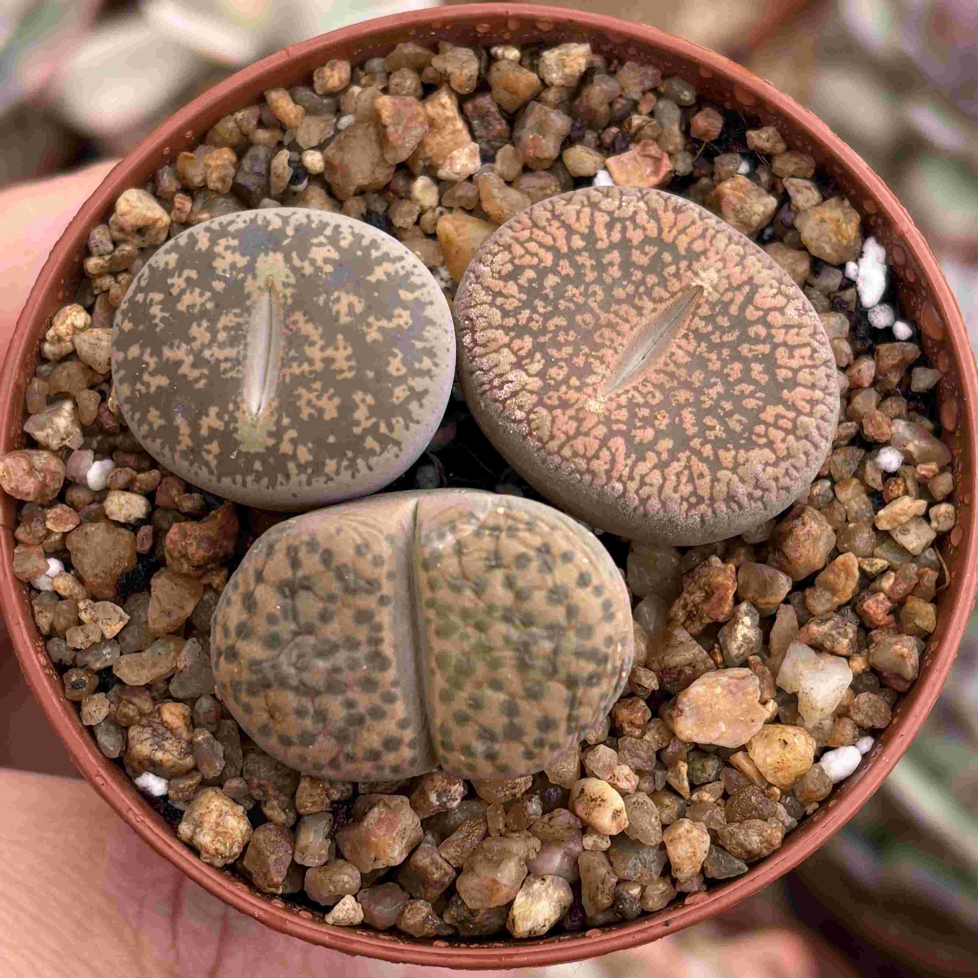 Trio Lithops G