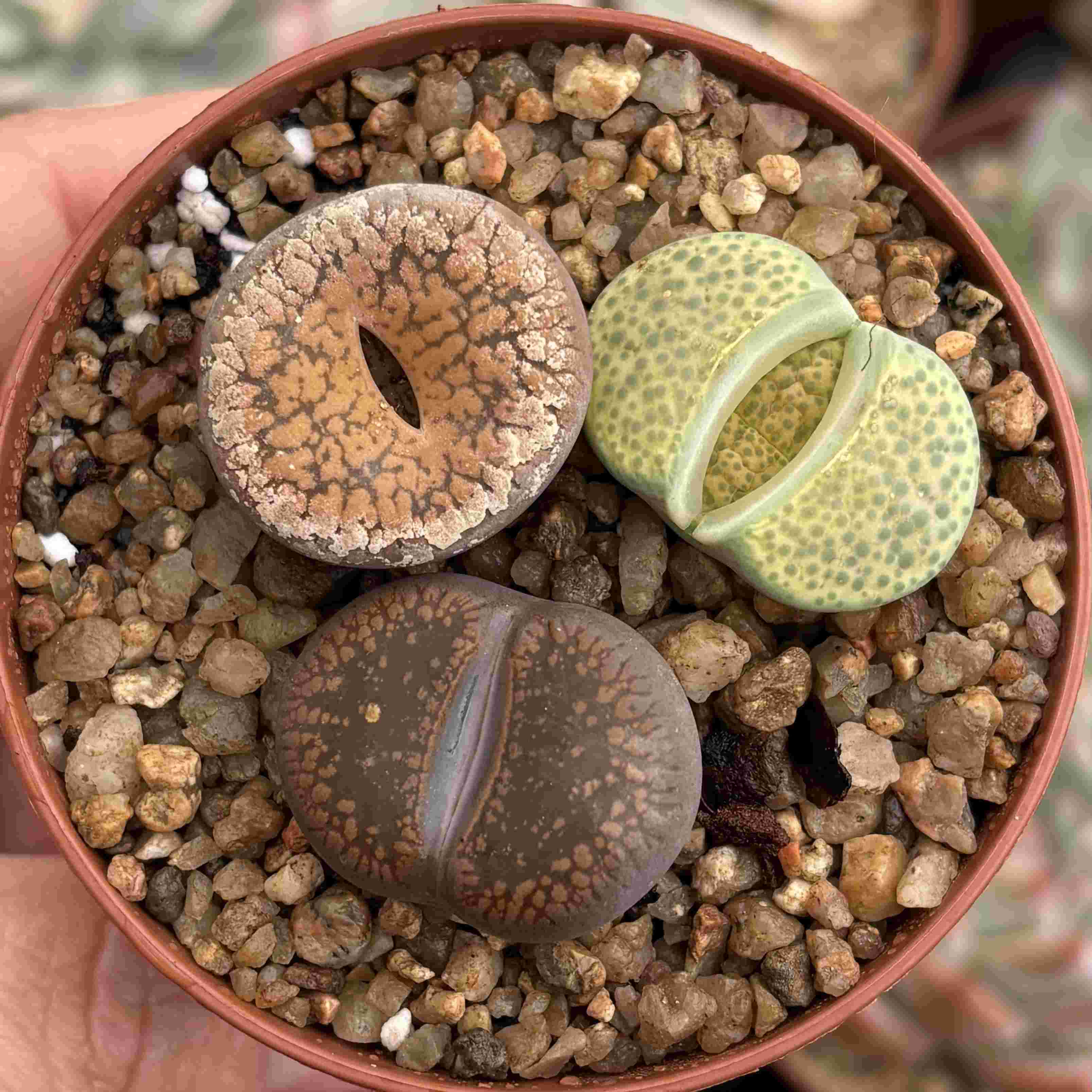 Trio Lithops H