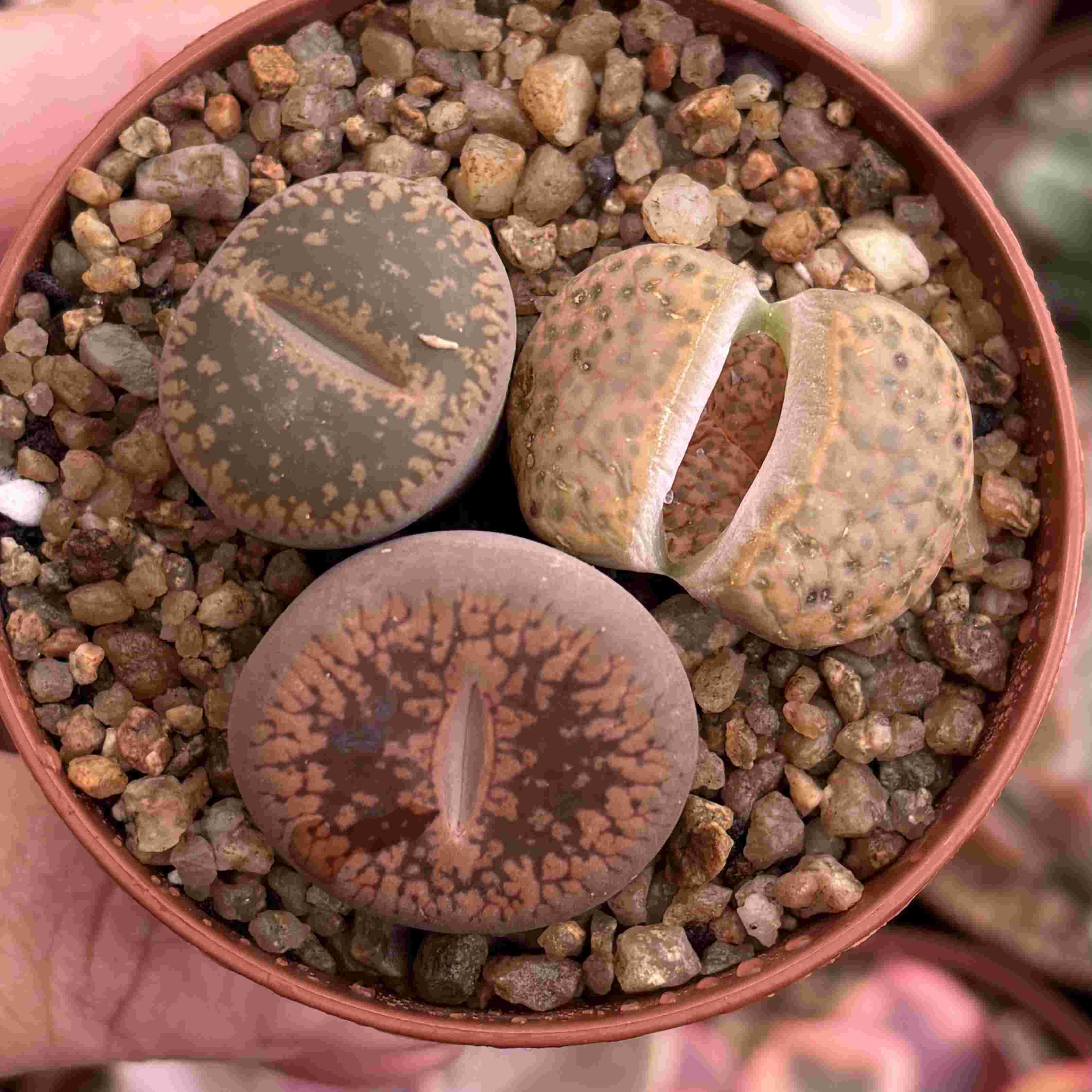 Trio Lithops I