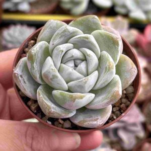 Echeveria Ice Green