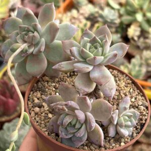 Colonia Gratoveria Milky Way