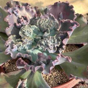 Echeveria Mojave (XXXL)