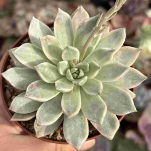 Echeveria Scarlet Variegada