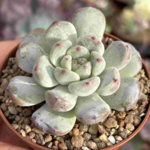 Echeveria Viyant