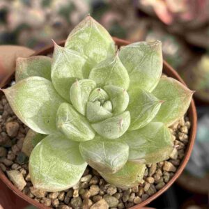 Echeveria Elsa