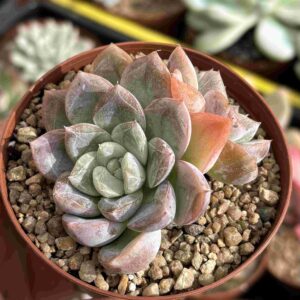 Echeveria Elsa (bicefala)