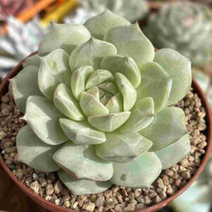 Echeveria Hibrido Koreano