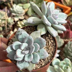 Echeveria Ice Crystal