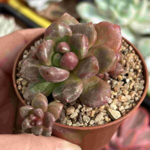 Cremnosedum 'Crocodile'