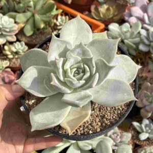 Echeveria Colorata x Lilacina (pequeñas raices)