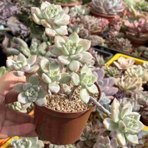 Colonia Graptoveria Milky Way