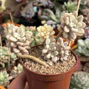 Graptopetalum Ellen Variegado