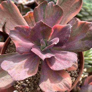 Echeveria Suyon Frills Variegada