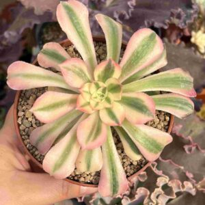 Aeonium Princess