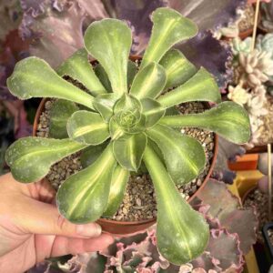 Aeonium Zeus Middle