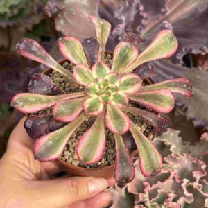 Aeonium Plum Purdy White