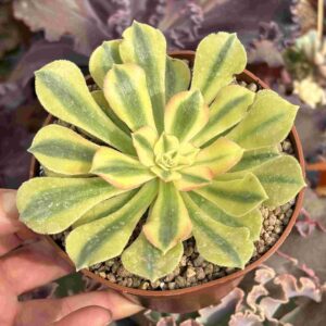 Aeonium Athena