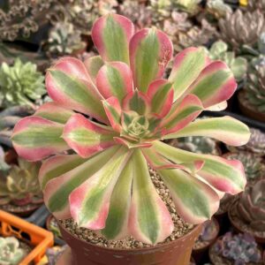 Aeonium Pink Witch