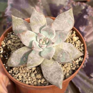 Echeveria Tolimanensis