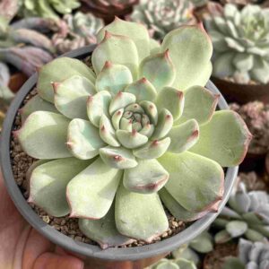 Echeveria Beatriz