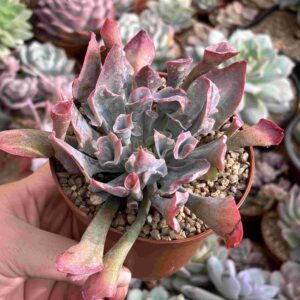 Echeveria Trumpet