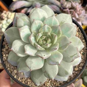 Echeveria Hibrido Koreano