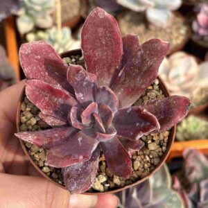 Echeveria Diamond State
