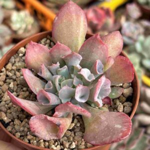 Echeveria Trumpet