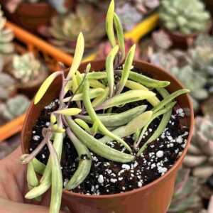 Othonna Capensis Variegada
