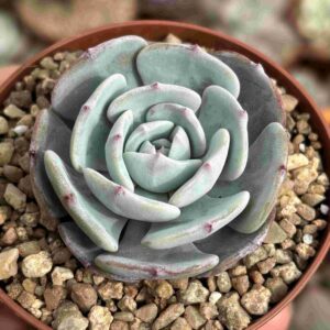 Echeveria Mont Blanc