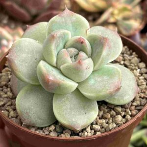 Echeveria Hibrido Koreano
