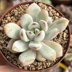 Echeveria Choco Cookie
