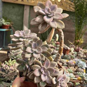 Colonia Graptopetalum Murasaki (XXL)