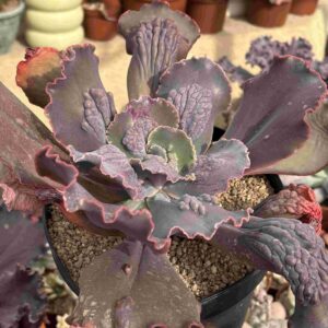 Echeveria Momordica Charantia (carunculada)