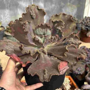 Echeveria Purple Horse (carunculada)