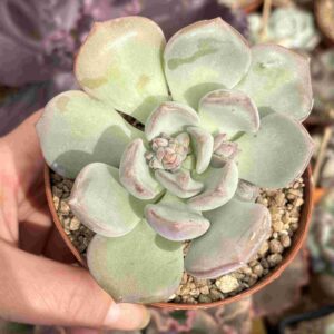 Echeveria Green One