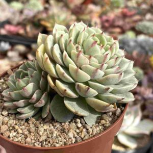 Echeveria Ben Badis
