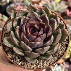 Echeveria Chocolate Mousse