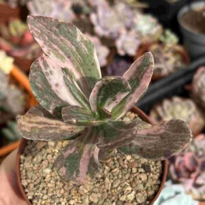 Echeveria Chocolate Variegada