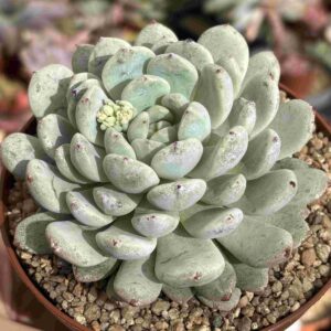 Echeveria Biante