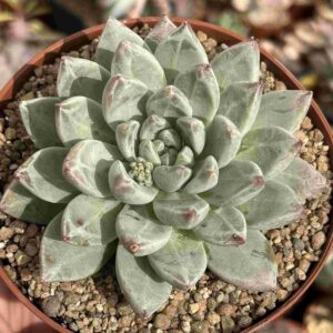 Echeveria Tolimanensis Night Cloud