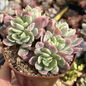 Colonia Echeveria Luella Variegada